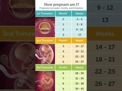 Pregnancy Weeks Months and Trimester #pregnancy #pregnancyjourney #pregnancycare