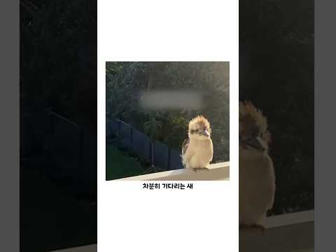 처음 보는 새랑 친구먹은 방법