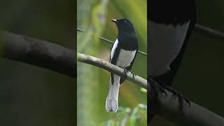 Download lagu Kacer Sumatra dada putih #birds #burungkicaudialamliar #shortvideo #mangkicauoffecial #birdsounds mp3 Download lagu Kacer Sumatra dada putih #birds #burungkicaudialamliar #shortvideo #mangkicauoffecial #birdsounds mp3