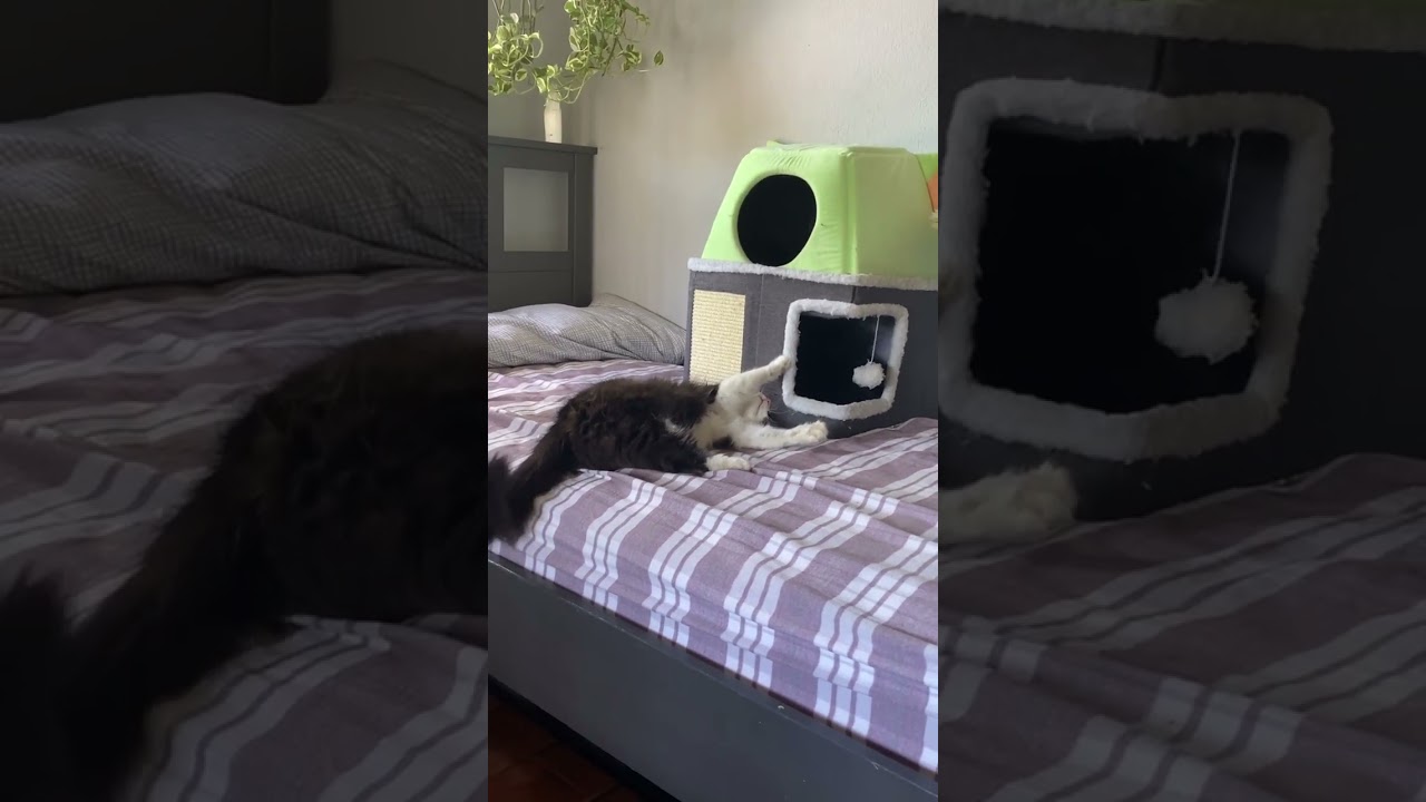 Raccoon, a Adoptable Domestic Long Hair in Costa Mesa, CA video 6/6