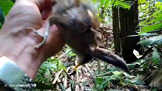 ເລາະປ່າເບິ່ງກະຮອກກິນປີ