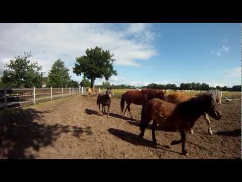 Eintrieb 02.06.2012 Junkern Beel