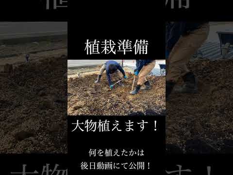  Santolina chamaecyparissus または Santolina 小さなヒノキ - 植栽、手入れ、特性  庭園