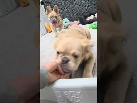Video 5