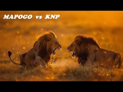 Mapogo Lions ¦ Makhulu fatally injuring KNP male Limper in last Battle (Sabi Sand)