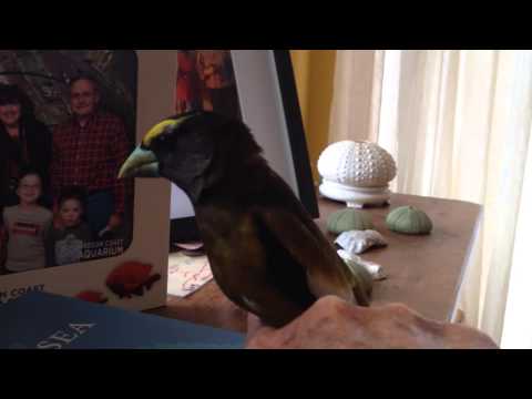 Baby Wooded Grosbeak