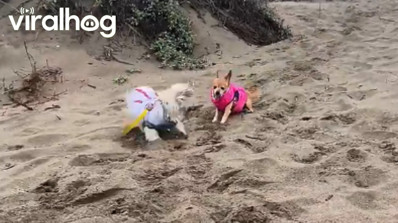 Clumsy Pupper Does a Flip || ViralHog