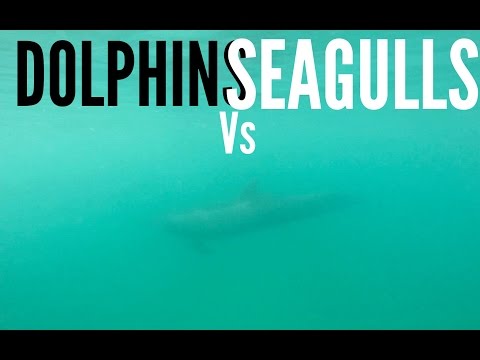 Dolphins Vs Seagulls Raw Footage | GoPro
