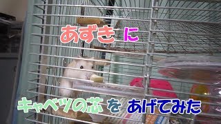 あずき(3F)ジャンガリアンハムスター