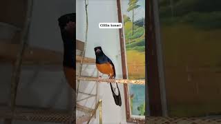 Download lagu Murai isian Cililin sambung kenari mp3 Download lagu Murai isian Cililin sambung kenari mp3