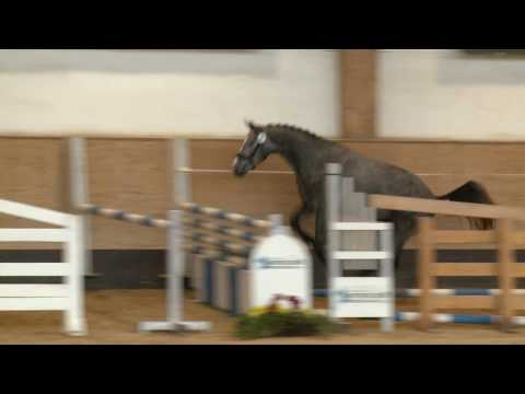 Durango VDL - Sidney *2015