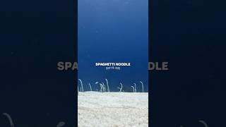 The Eeluminati 👁️🐍