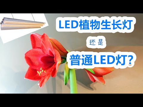 仙人掌 照明