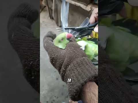Vì sao lông cánh của chim vẹt lại bị cắt? #shorts