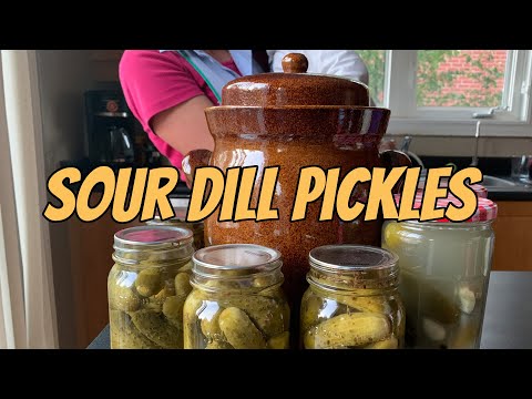 Sour dill pickles in fermenting crock