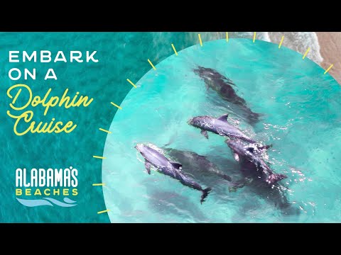 Dolphin Tours in Gulf Shores & Orange Beach | Cruises on the Alabama Gulf Coast
