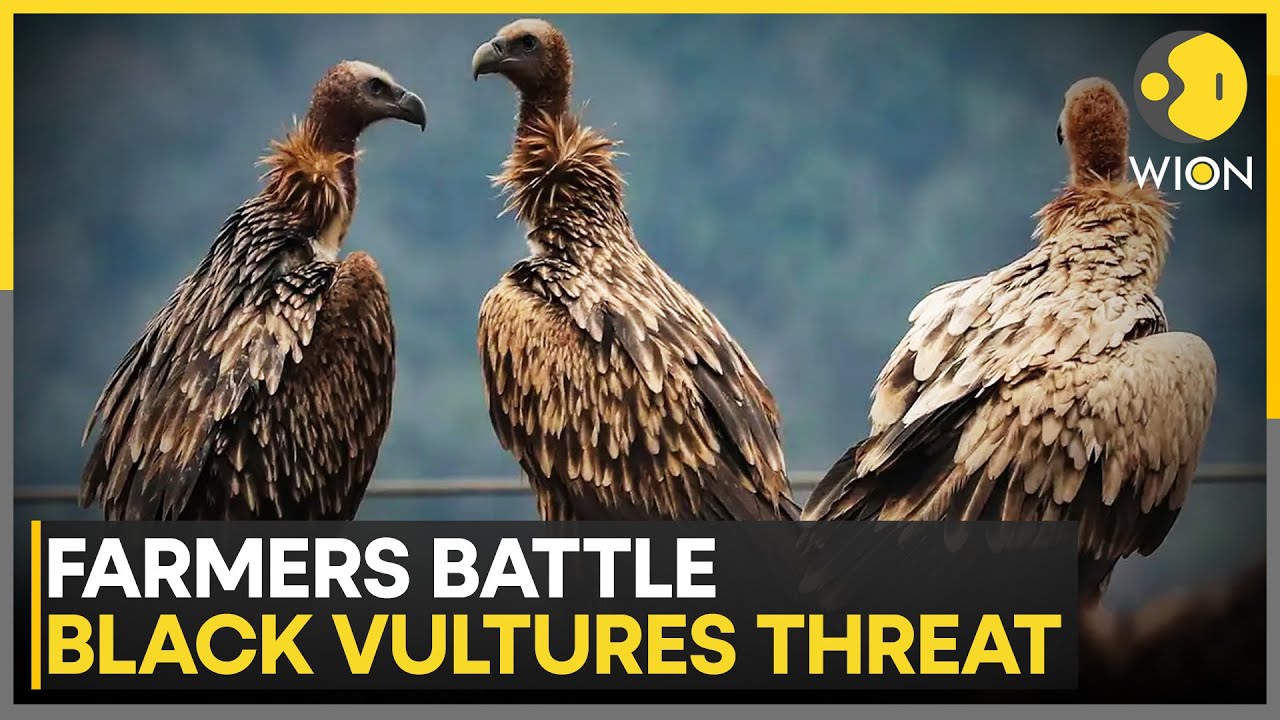 Farmers vs Vultures: Livestock Threatened by Warming Winters | WION