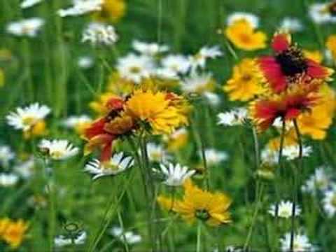 Det vackraste - Cecilia Vennersten