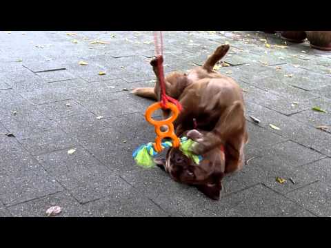 Doggie's and their new toy ..... (ツ)