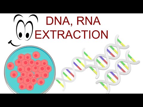 🧬 DNA and RNA EXTRACTION | Nucleic Acid Isolation | Adwoa Biotech