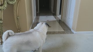 WHAT IS HE STARING AT.. | FaZe Rug