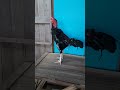 Ayam Pukul Oleng Shortvideo Video