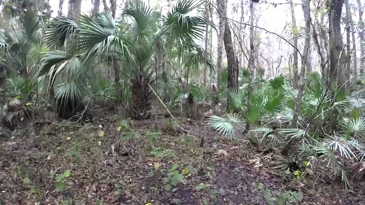 Skunk Ape [Real Life Monster Sighting] • The Truth Behind