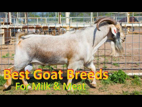 10 Best Goat Breeds In World | Best Dual Purpose Goat Breeds |