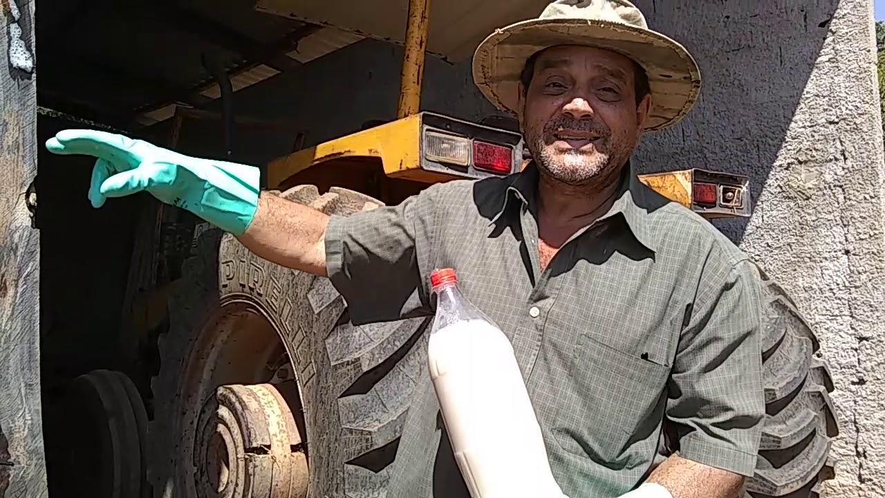 Como combater cupins ai no seu Sítio.