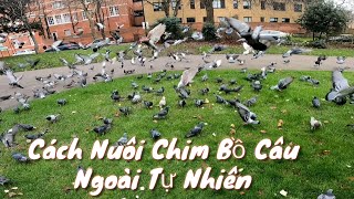 Cách Nuôi Chim Bồ Câu Ngoài Tự Nhiên . Cho Chim Bồ Câu Ăn Ngoài Tư Nhiên