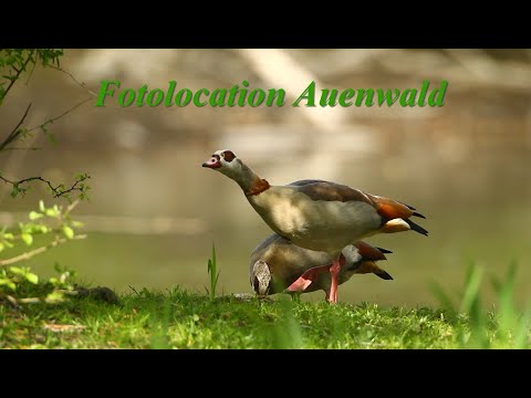 Rheinauen, Vögel fotografieren in den Auen am Rhein, bird watching in the floodplains of the Rhine