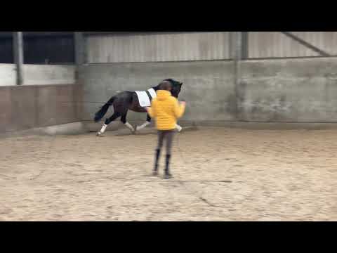 2.5 yr old Stallion Franklin