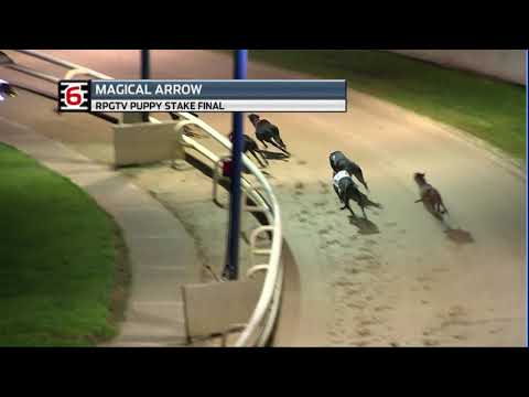 2020 RPGTV PUPPY STAKE FINAL T6 - MAGICAL ARROW