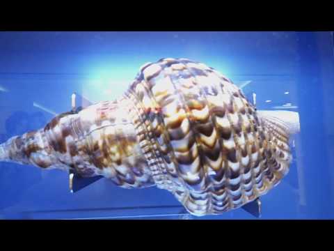 Meer erleben - Ozeanausstellung im Hafencenter Tempelhof| vom 3.7.17 bis 15.7.17