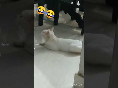 😾😾😾😄i don't like camera❌📸📷#Zimba#catlover #catvideos #youtubeshorts #viral