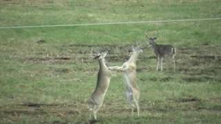 preview picture of video 'Boxing Bucks at The Berry Ranch'