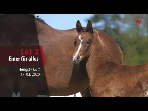 02 Einer für alles Hengst v. Eldorado van de Zeshoek - Stakkato
