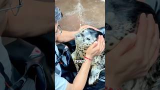 Download lagu XL Seal Escapes Orca by Boarding a Boat!#animals #science #shortfeed #cute #seal mp3
