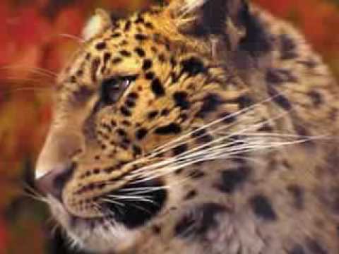 The Most Endangered Cats