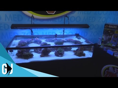 #383: Zoomed 50 Gallon Frag Tank - DIY Wednesday