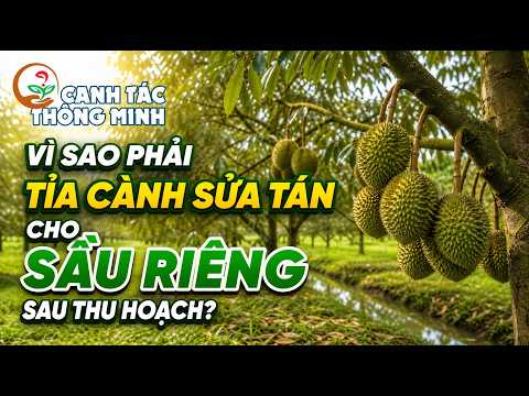 Canh Tác Thông Minh | Vì Sao Phải Tỉa Cành Sửa Tán Cho Sầu Riêng Sau Thu Hoạch? 🌳