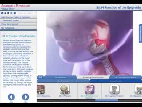 Function of the Epiglottis