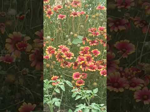 beautiful 🌸🌺🌻🌹🌷🌼💐flowers 🎥video