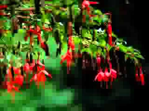 حديثِ قدسی  Hadith-E-Qudsi (08 of 40) - Urdu