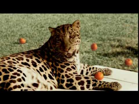 Schweppes Tonic - Windfall (2001, France)