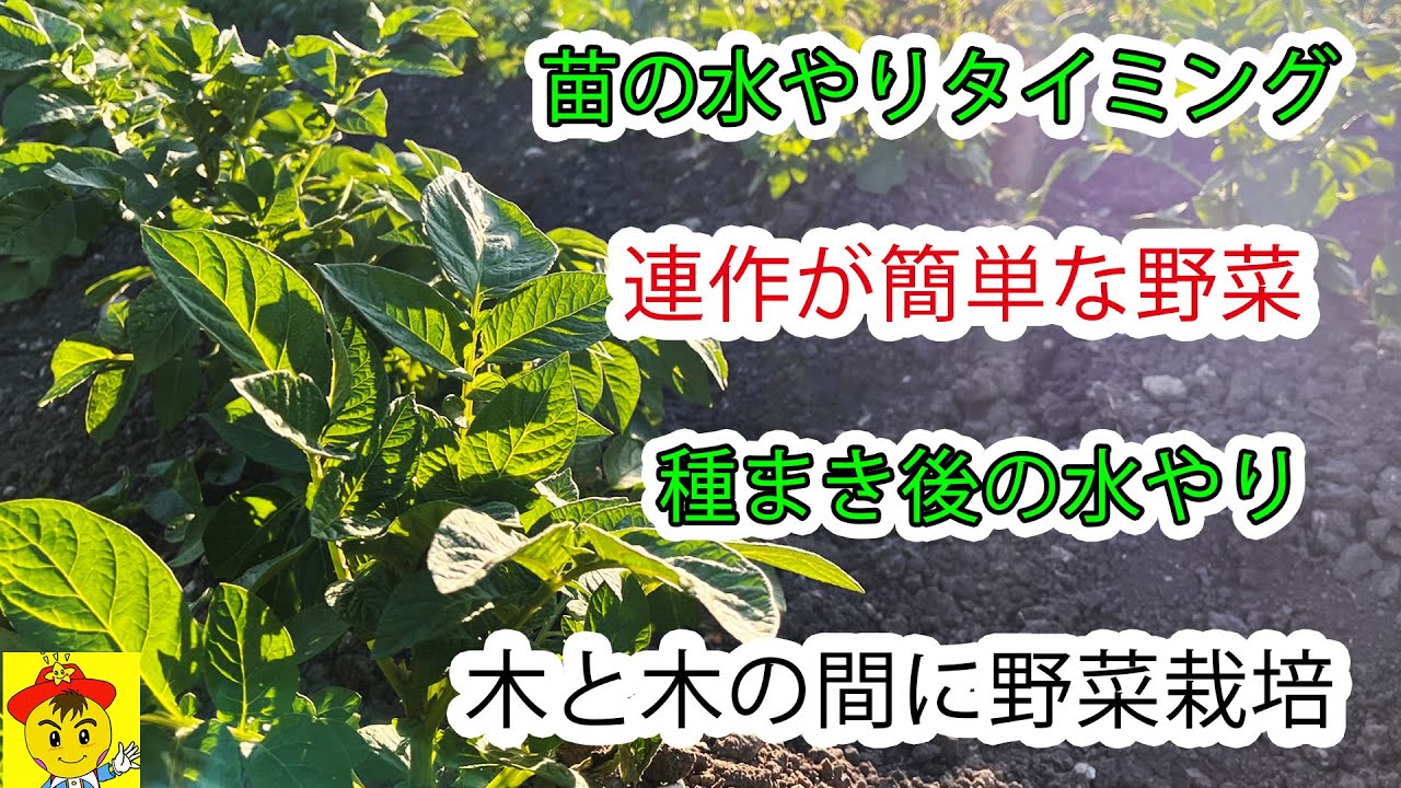 自然栽培の水やり・木陰栽培・連作の知恵