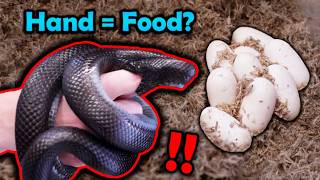 Collecting Eggs From a Very Bitey Kingsnake