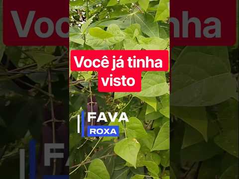 Fava Roxa #Plantas #Vidanaroça #AgriculturaFamiliar#Paraiba