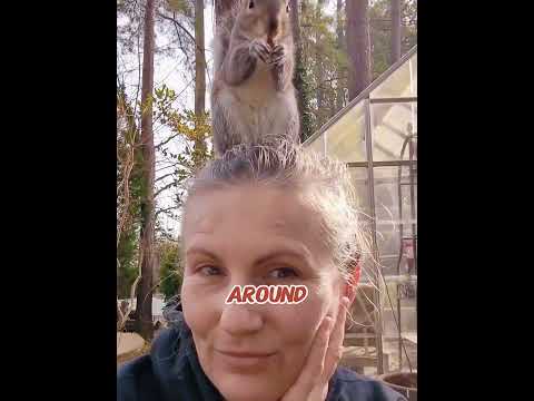 Squirrel Saved After Nest Cut Down Brings Her Babies to Show Her Human Savior! 🐿️❤️ #shorts #usa