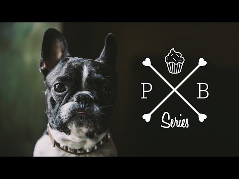 download lagu mp3 mp4 Best Pate Dog Food, download lagu Best Pate Dog Food gratis, unduh video klip Best Pate Dog Food